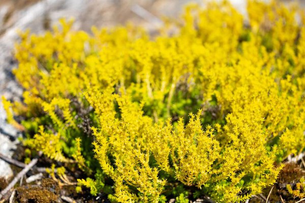 Bushy plant with yellow flowering tips.