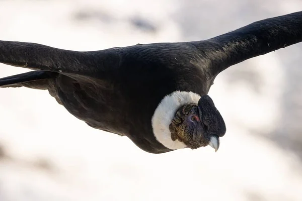Närbild Svart Andisk Kondor Vultur Gryphus — Stockfoto