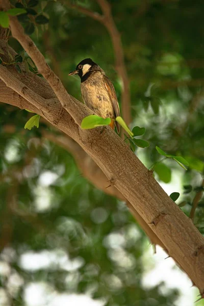 Vertical Shot White Eared Bulbul Tree Branch Summer Day — Stock Photo, Image