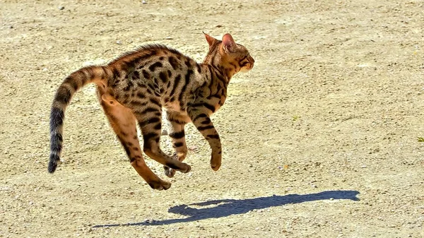 孟加拉猫在花园里跳跃 美丽的宠物 — 图库照片