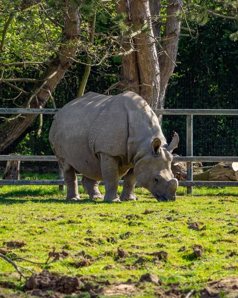 草原上巨大的犀牛 — 图库照片