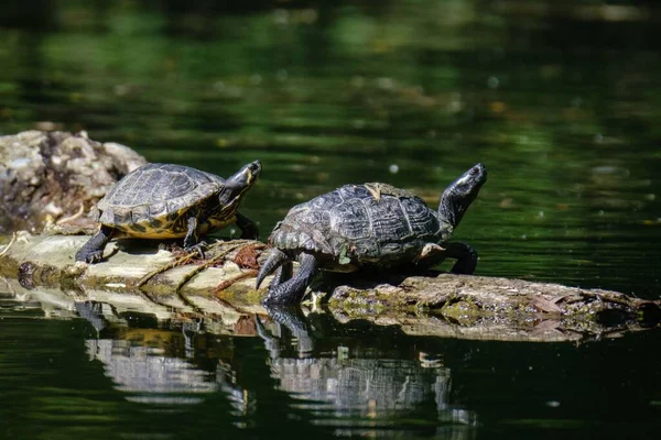 Ein Paar Niedlicher Kleiner Gelbbauchschildkröten Die Auf Einem Baumstamm Einem — Stockfoto