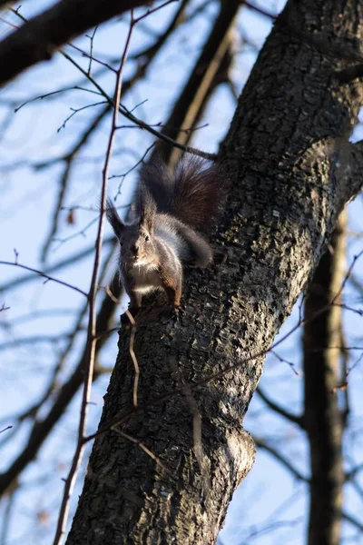 Closeup Shot Red Squirrel — Stock Photo, Image