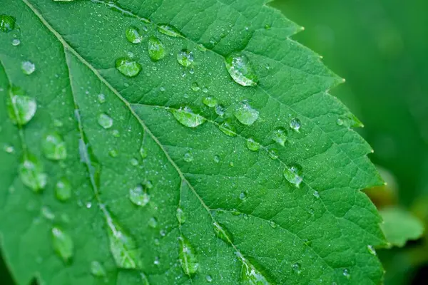 Eine Nahaufnahme Von Wassertropfen Auf Einem Grünen Blatt Bei Tageslicht — Stockfoto