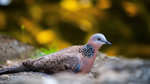 Closeup Shot Spotted Dove Spilopelia Chinensis — Stock Photo, Image