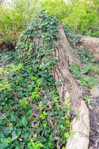 Plan Angle Bas Feuilles Lierre Vert Poussant Sur Tronc Arbre — Photo