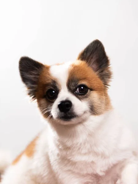 Retrato Del Lindo Cachorro Esponjoso Spitz Pomeraniano Pequeño Perro Sonriente — Foto de Stock