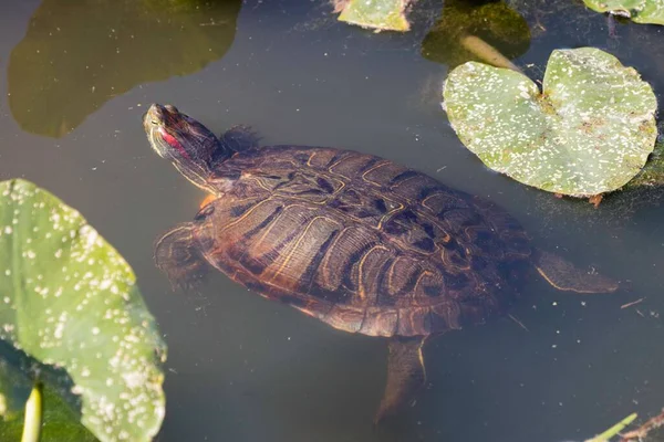 Närbild Simmande Sköldpadda Med Vattenväxter Runt — Stockfoto
