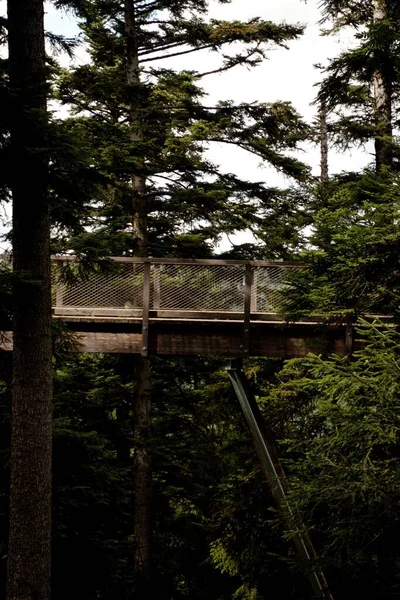 Vertical Shot Bridge Forest — Stock Photo, Image