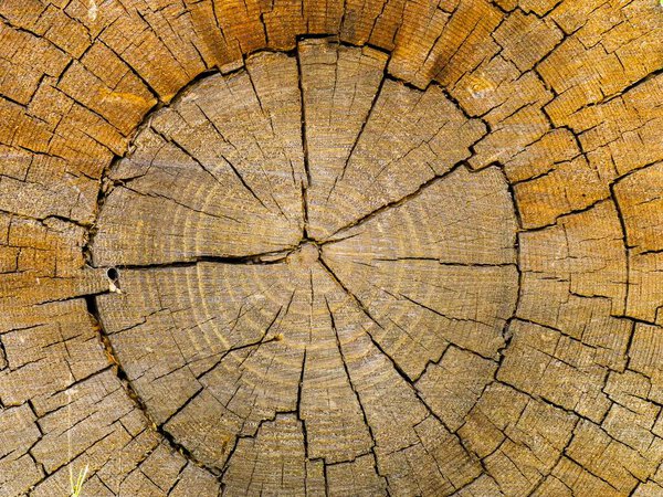 Крупный план пня дерева с подробным обзором его трещин