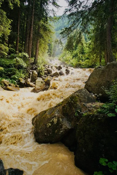 Eine Vertikale Aufnahme Eines Schönen Flusses Wald Österreich — Stockfoto