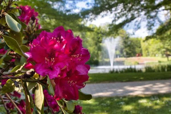 Parkta çiçek açan pembe Rhododendron çiçeklerine yakın çekim