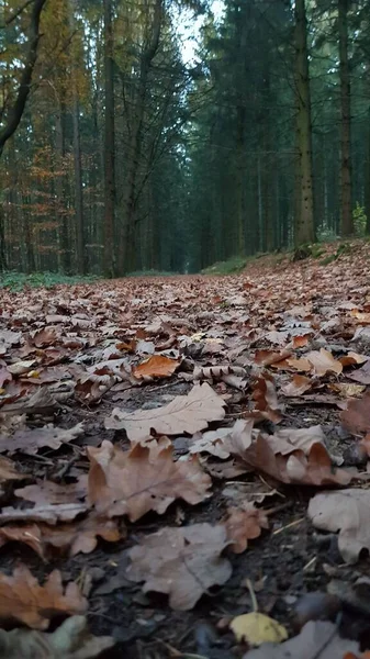 Ein Vertikaler Schuss Getrockneter Blätter Die Einem Grünen Wald Auf — Stockfoto