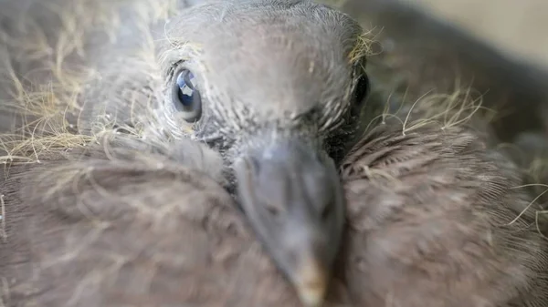 Closeup Shot Common Wood Pigeon Columba Palumbus Bird — Stock Photo, Image