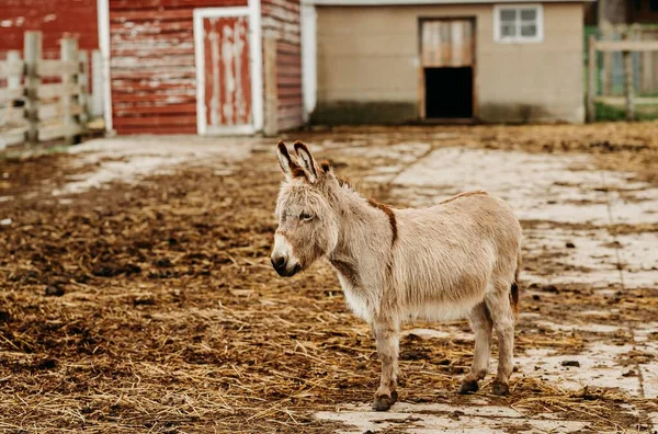 その後ろに赤い農家と農場に立っている小さな北米のロバ — ストック写真