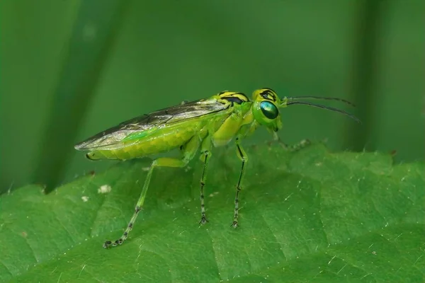 Detailní Záběr Zelenou Pilu Rhogogaster Chlorosoma Sedí Listu Lese — Stock fotografie