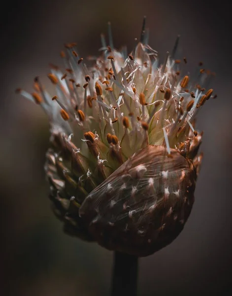 背景がぼやけて茎に野の花の種の垂直ショット — ストック写真