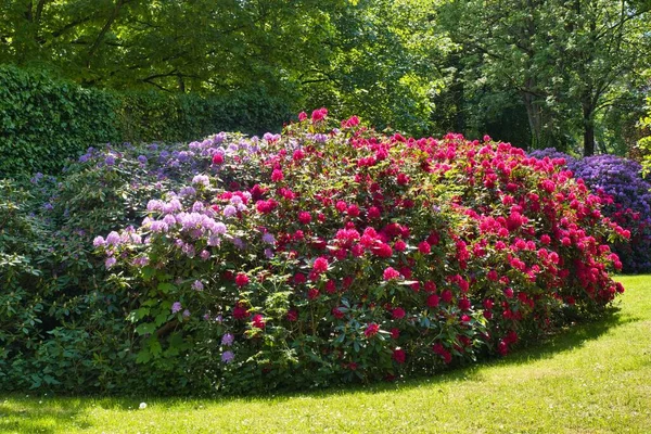 Primer Plano Arbustos Con Flores Colores Florecientes Parque — Foto de Stock