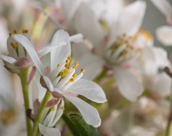 Closeup Shot Apple Blossom Blooming Garden — Stock Photo, Image