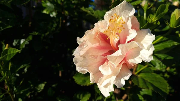 Ładny Różowy Kwiat Rannym Słońcu — Zdjęcie stockowe