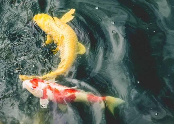 Красная Жёлтая Рыба Кои Карп Декоративных Прудах Садов Нан Лиан — стоковое фото