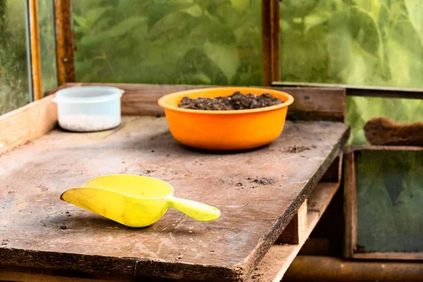 Planting House Gardening Tools Utensils Having Potting Soil Seeds Bowl — Stock Photo, Image