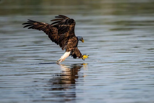 Величественный Лысый Орлан Прыгает Воду Своими Когтями Схватить Рыбу Озера — стоковое фото