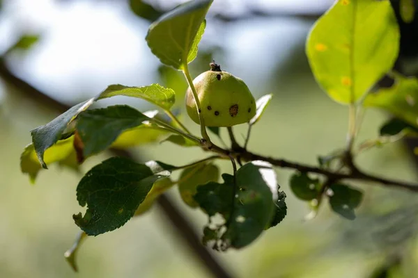 Manzana Verde Imperfecta Creciendo Una Rama Árbol — Foto de Stock