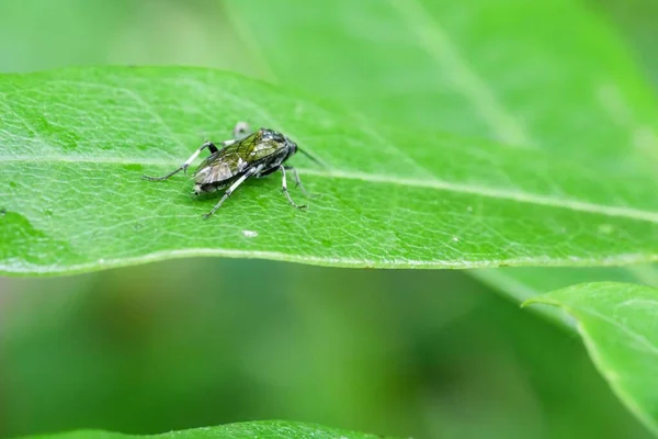 Primer Plano Una Pequeña Mosca Negra Posada Sobre Una Superficie — Foto de Stock