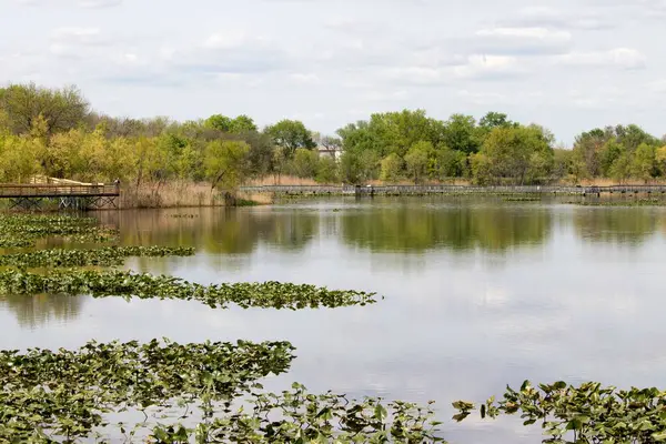 水面には木の葉が美しい池と背景には緑豊かな池があります — ストック写真