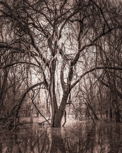 水浸しになった沼の木のモノクロ — ストック写真