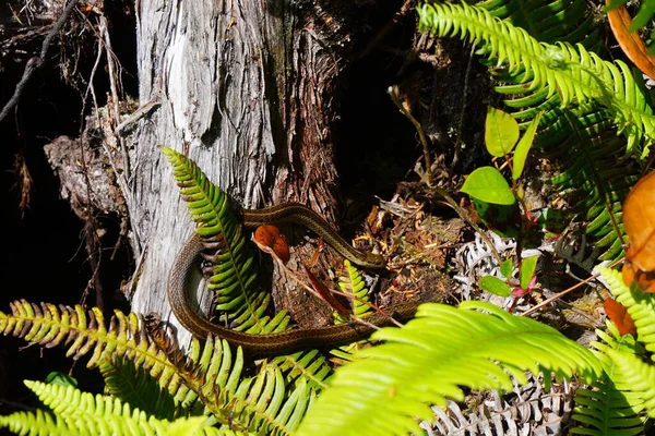 Una Serpiente Escondida Cerca Árbol Bosque —  Fotos de Stock