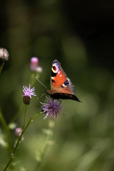 Egy Páva Pillangó Egy Bogáncsmezőn Németországban — Stock Fotó