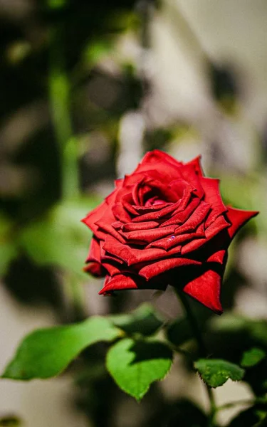 Tiro Vertical Uma Rosa Vermelha — Fotografia de Stock