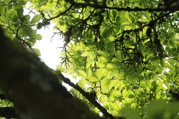 Nízký Úhel Zavření Zeleného Listí Slunečního Svitu — Stock fotografie