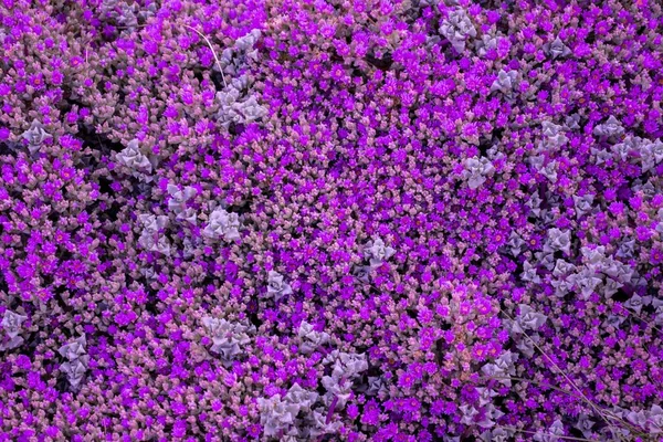 Närbild Ett Gäng Vackra Ljusa Violetta Blommor — Stockfoto