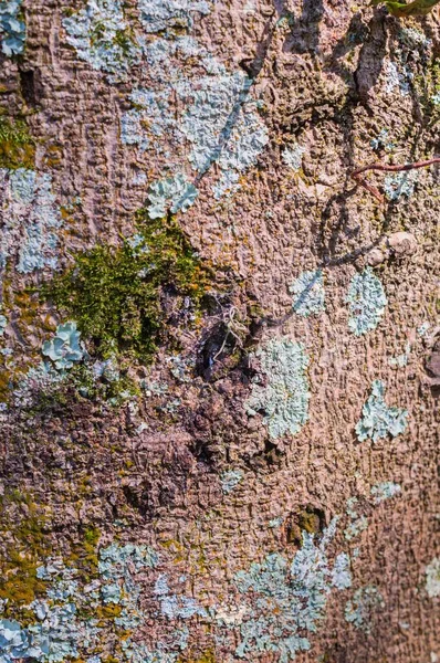 Eine Vertikale Nahaufnahme Einer Baumstruktur Mit Wenig Moos Und Schimmel — Stockfoto