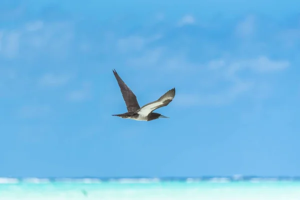 フランス領ポリネシアを飛ぶブラウン ボーイ スーラ ルコガスター エキゾチックな鳥 — ストック写真