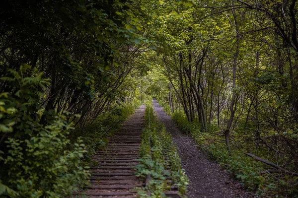 Lesní Stezka Obklopená Zelenými Stromy — Stock fotografie