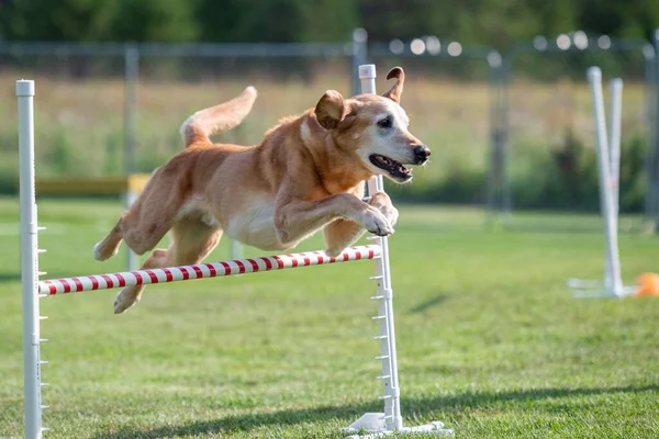 公園の棒を飛び越える茶色の犬のクローズアップ — ストック写真