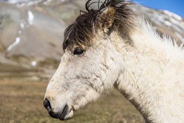 Ritratto Cavallo Islandese Bianco Nella Penisola Snaefellsnes — Foto Stock