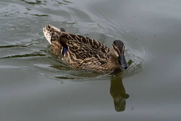 Een Vrouwelijke Wilde Eend Die Zwemt Een Meer Met Een — Stockfoto