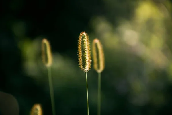 Een Close Opname Van Een Prachtig Klein Groen Vosstaartgras — Stockfoto