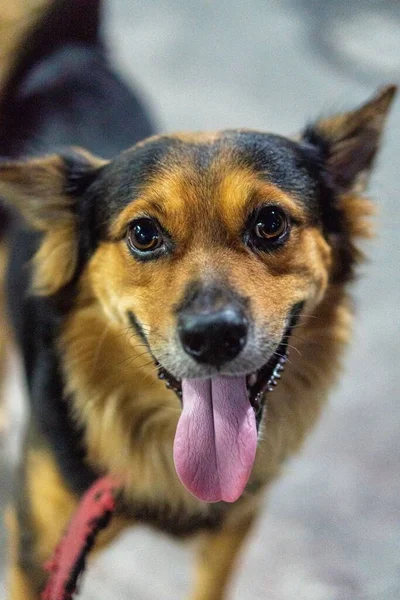 Una Vista Cerca Cara Perro — Foto de Stock