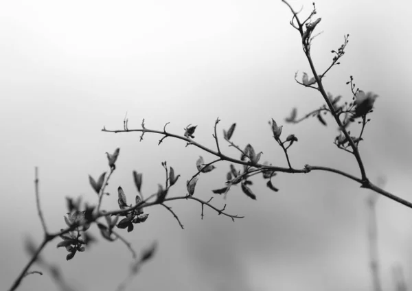 木の枝の端に新鮮な花のクローズアップグレースケールショット — ストック写真
