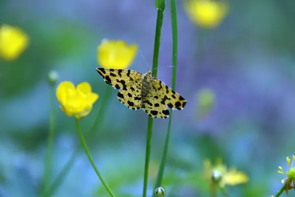 Ein Gelber Schmetterling Mit Schwarzen Flecken Auf Einem Pflanzenzweig Einem — Stockfoto