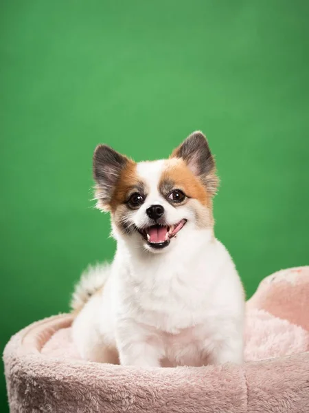 Retrato Filhote Fofo Bonito Spitz Pomerano Pequeno Cão Sorridente Deitado — Fotografia de Stock