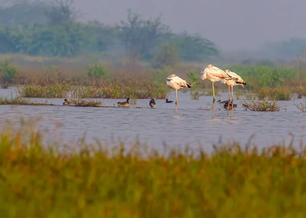 Drei Flamingos Morgen Einem See — Stockfoto