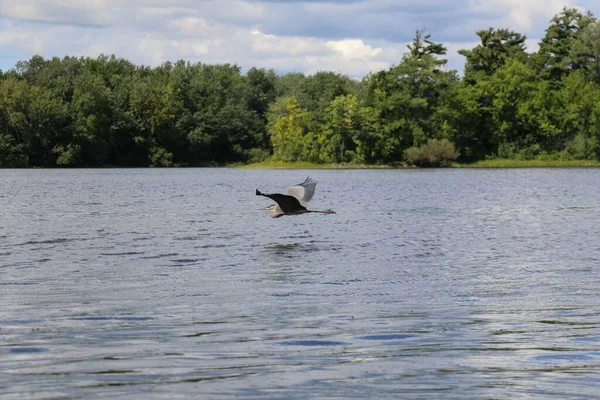 Grå Häger Flyger Sjön Redo Att Landa — Stockfoto