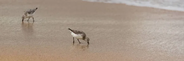 Calidris Alba Sanderling Kuş Yemi Gagası Kuma Yapışmış — Stok fotoğraf